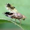Tephritis separata